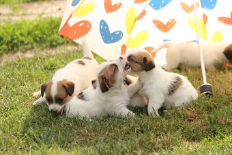 Jack Russell teriér s PP - 7