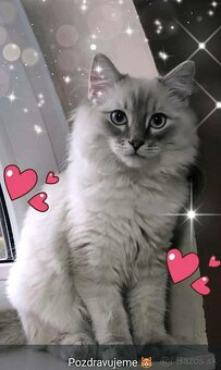 Ragdoll mačiatka blue lynx - 7