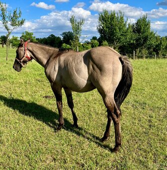 Roční grullo valach Quarter Horse - 7