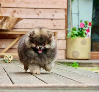 Pomeranian s PP FCI - 7