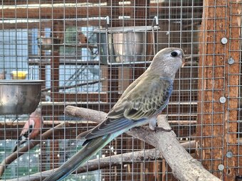 Neofema bourkova - 7