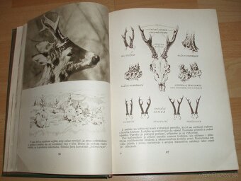 Poľovníctvo v obrazoch - 7