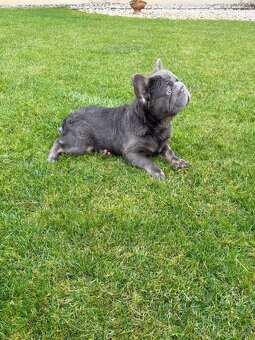 Francuzsky buldoček fluffy big rope fenka a psík - 7