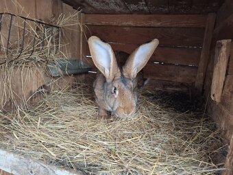 Zajace na predaj - 7