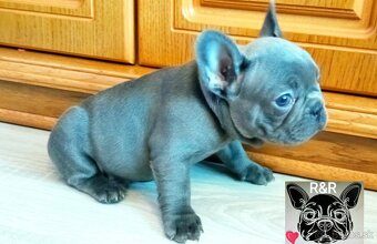Francúzský buldoček modrý - French bulldog blue - 7