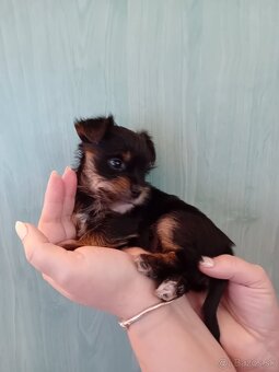 Jorkšír fenka Jablunkov ČR - 7