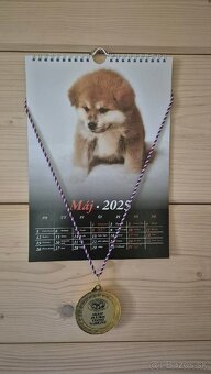 Akita inu s FCI rodokmeňom - plánovaný vrh - 7