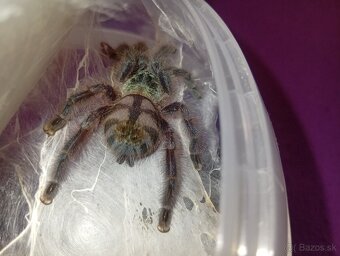 Caribena/Avicularia versicolor, tarantula, pavúk - 7