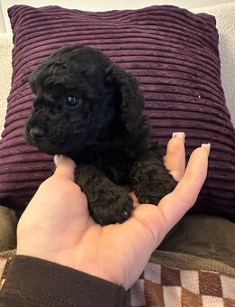 Trpaslíčí pudlik pudel - 7