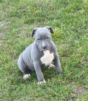 Americký stafordšírsky teriér - 7