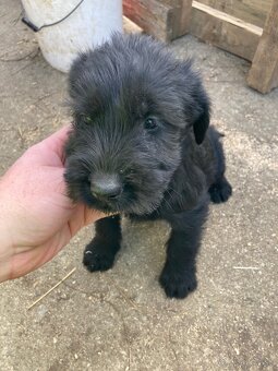 Bradáč veľký - šteniatka - 7