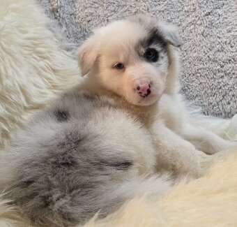 Border Collie, kólia - 7