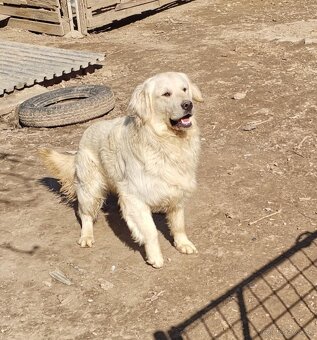 Zlatý Retriever - 7
