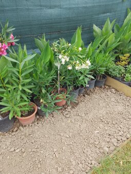 Oleander - 7