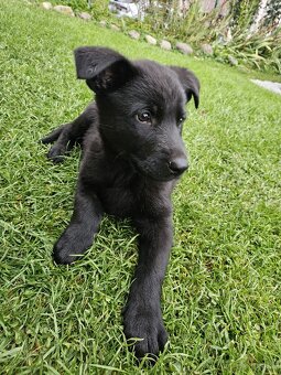 Na predaj šteniatka – belgický ovčiak x nemecký ovčiak - 7