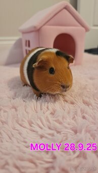 Morske prasiatka - 7