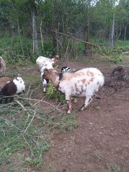 Minikozy darujem - 7