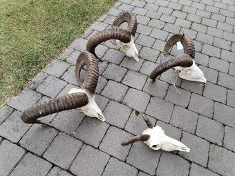 Trofeje muflonov - 7