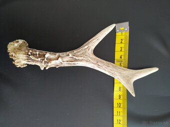 Samorast / Paroh - 7