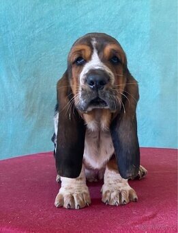 Štěně Basset Hound - 7