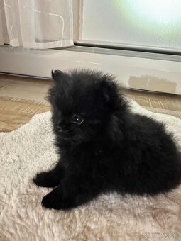 Pomeranian šteniatká - 7