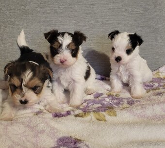 Yorkshire Biewer - 7