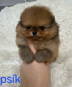 Pomeranian mini - 7