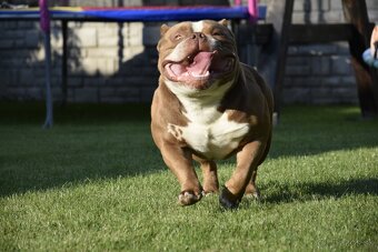 American bully s PP - 7