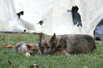 Nemecký ovčiak šteniatka - 7