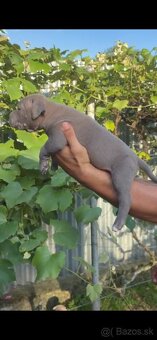 American bully xl - 7