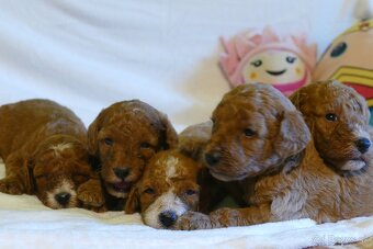 Mini goldendoodle - 7