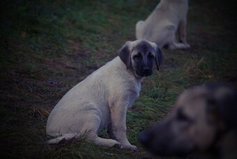 Kangal šteňatá, šteniatka k už odberu - 7