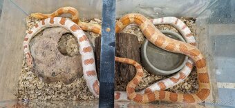 Užovky plus teraria na predaj - 7