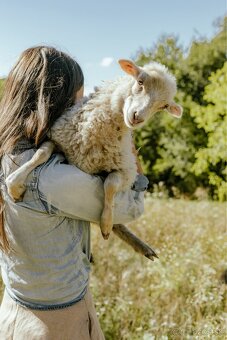 Predáme 3 po dohode kastrovanych mini baranov do chovu. - 7
