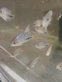 Vieja synspilum blue spotted - 7