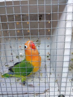 Predam agapornis - 7