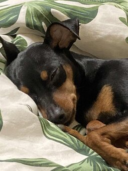 Srnčí ratlík x jack russel - 7