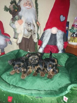 Jorkšírský teriér - 7