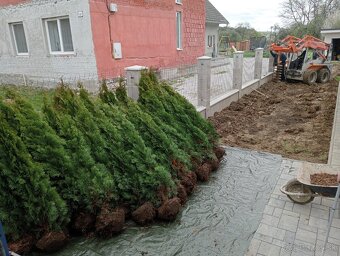 Tuja Smaragd, vavrínovec, červienka - Čadca a okolie - 7