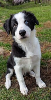 Border kolia- blue merle - 7