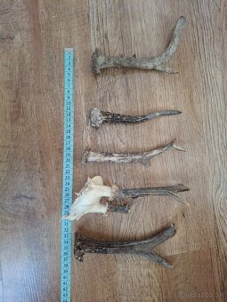 Brigadirka krás Brno - 7