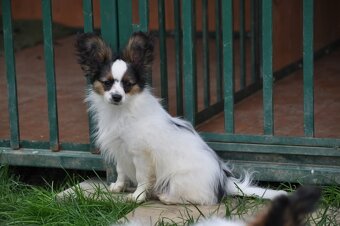 Papillon s rodokmeňom - 7