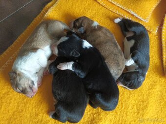 Border kolia - steniatka - 7