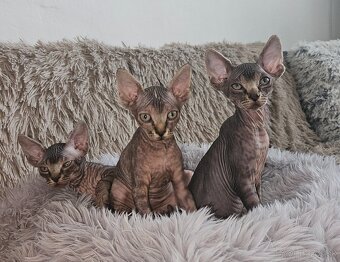Donský sphynx mačiatka - 7