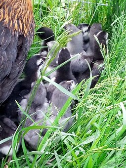 Kuriatka marans - 7