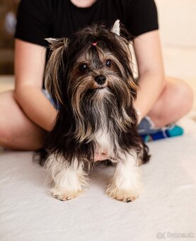 Merle Yorkshire s PP, Yorkshire terrier, Jorkshire, Yorkshir - 7