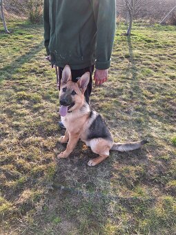 mesacny vycvik psov, dvojtyzdnovy vycvik start, hotel - 7