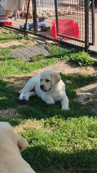 Labrador retriever -šteniatka s PP - 7