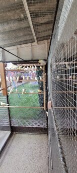 Kanáre  kanáriky - 7