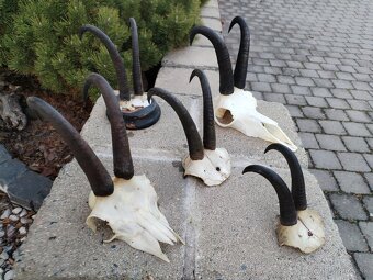 Trofeje kamzikov - 7